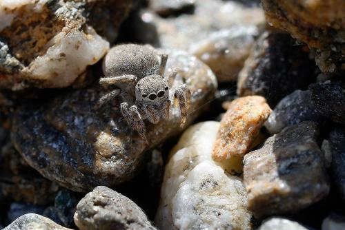 Réf. 347 005 : Attulus distinguendus